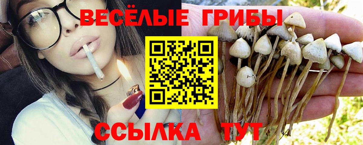 Псилоцибиновые грибы Psilocybine cubensis Петрозаводск